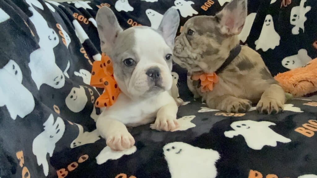 Isabella | Blue Pied French Bulldog Female | Available Now