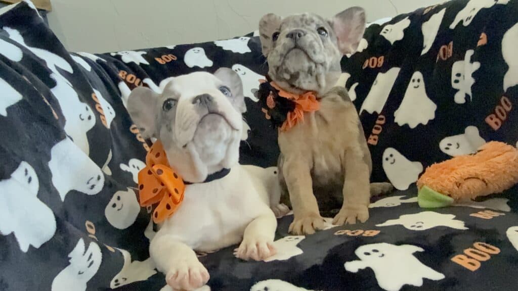 Isabella | Blue Pied French Bulldog Female | Available Now
