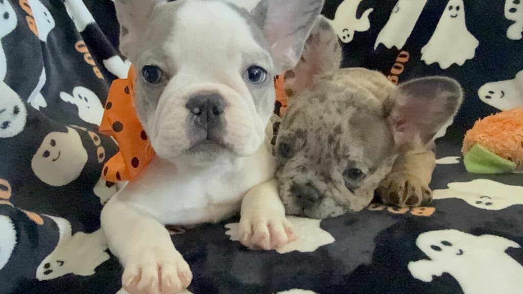 Isabella | Blue Pied French Bulldog Female | Available Now