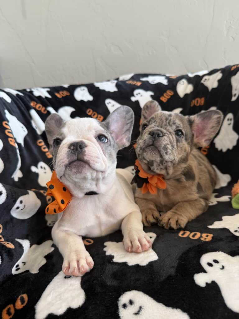 Isabella | Blue Pied French Bulldog Female | Available Now