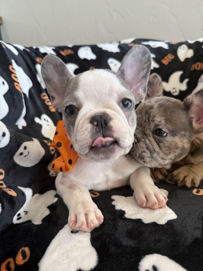 Isabella | Blue Pied French Bulldog Female | Available Now
