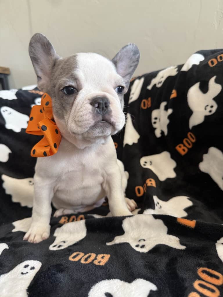 Isabella | Blue Pied French Bulldog Female | Available Now