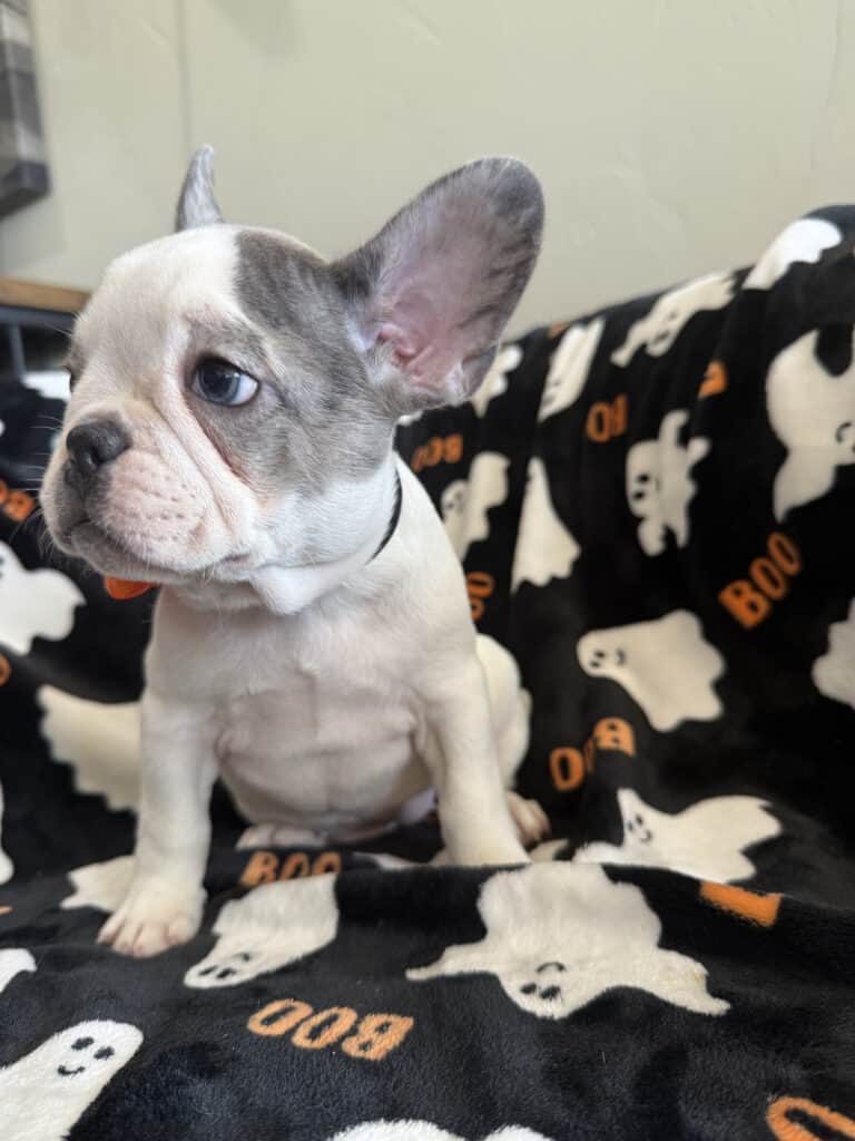 Isabella | Blue Pied French Bulldog Female | Available Now