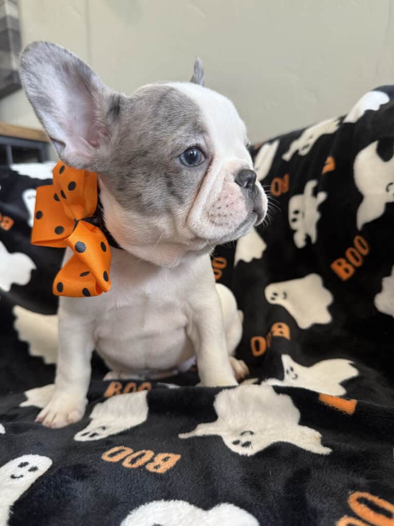 Isabella | Blue Pied French Bulldog Female | Available Now