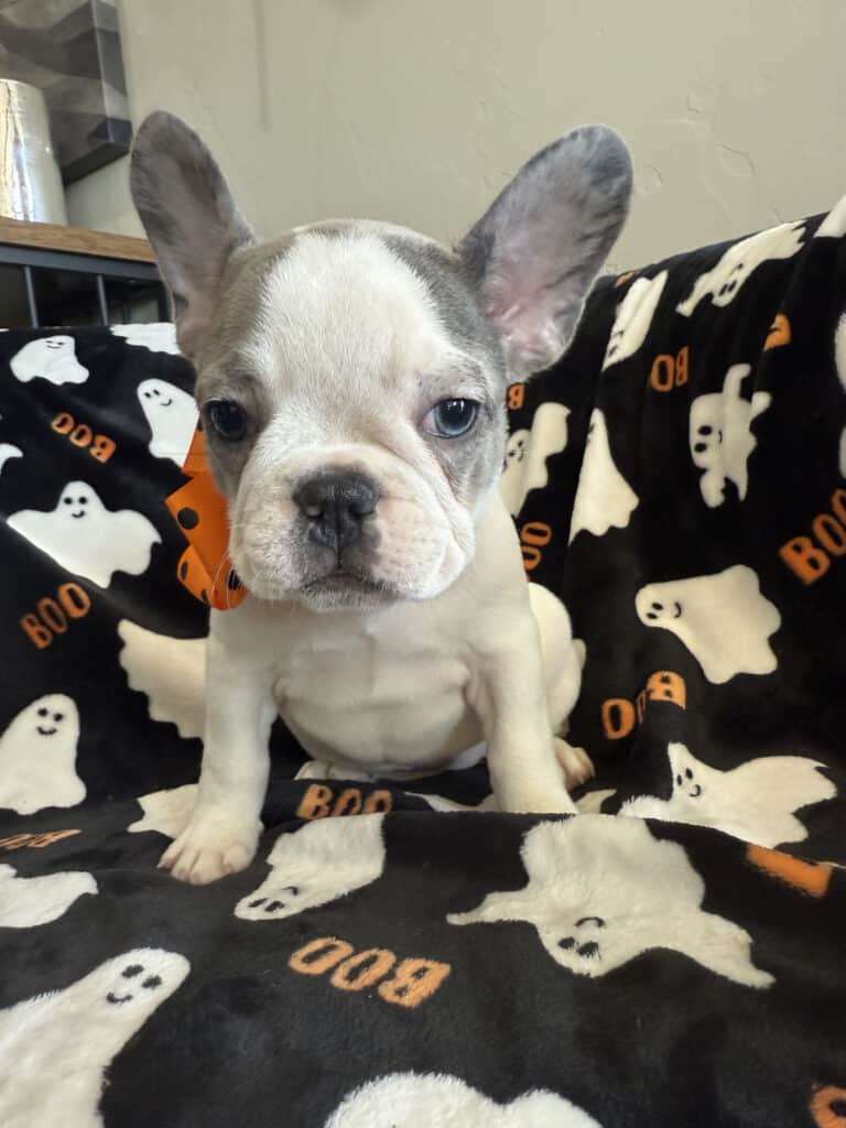 Isabella | Blue Pied French Bulldog Female | Available Now