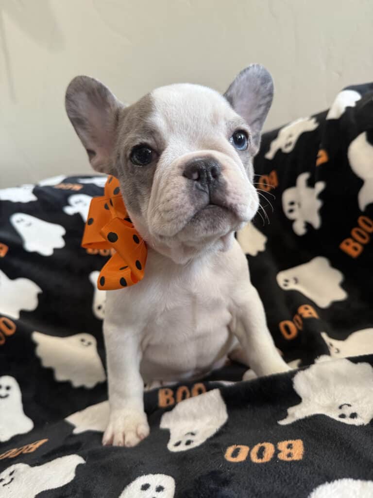 Isabella | Blue Pied French Bulldog Female | Available Now