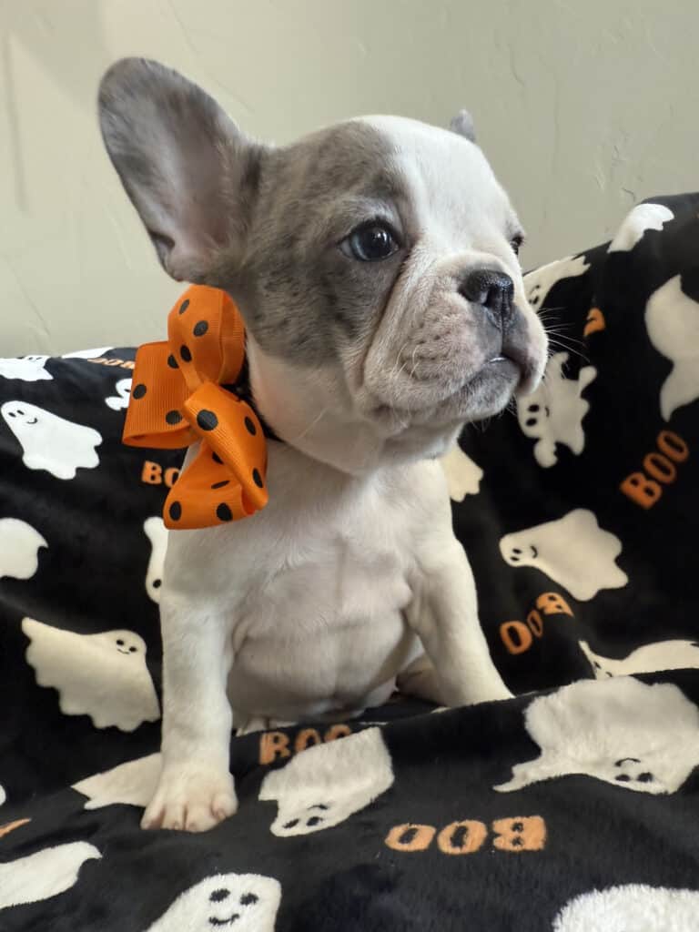 Isabella | Blue Pied French Bulldog Female | Available Now