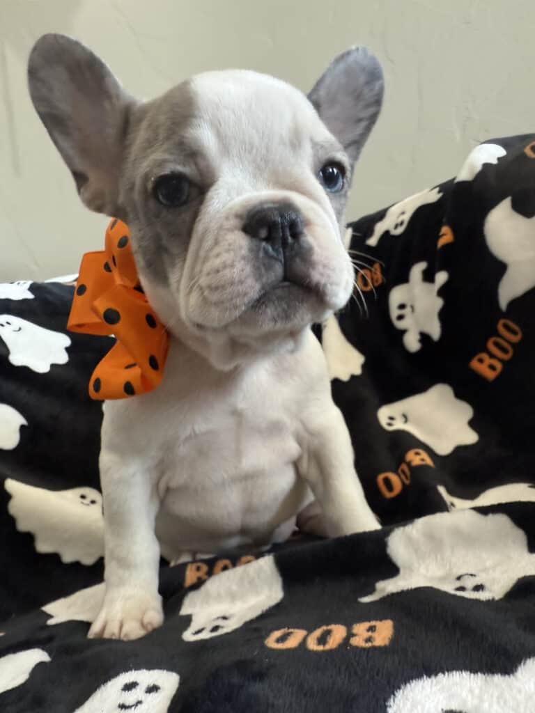Isabella | Blue Pied French Bulldog Female | Available Now