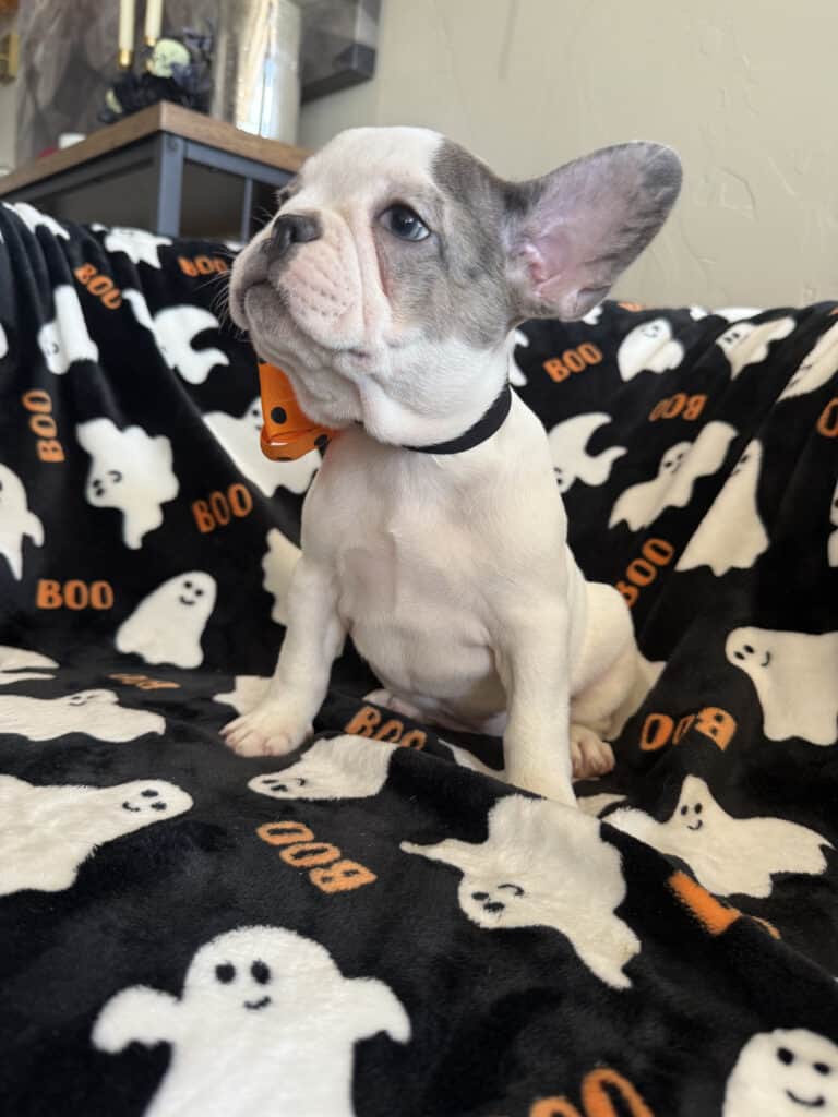 Isabella | Blue Pied French Bulldog Female | Available Now