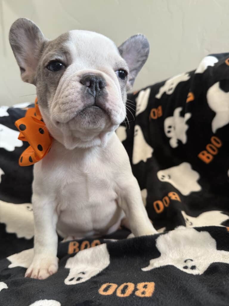 Isabella | Blue Pied French Bulldog Female | Available Now
