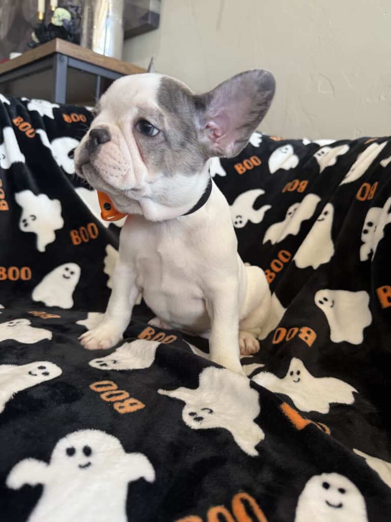 Isabella | Blue Pied French Bulldog Female | Available Now
