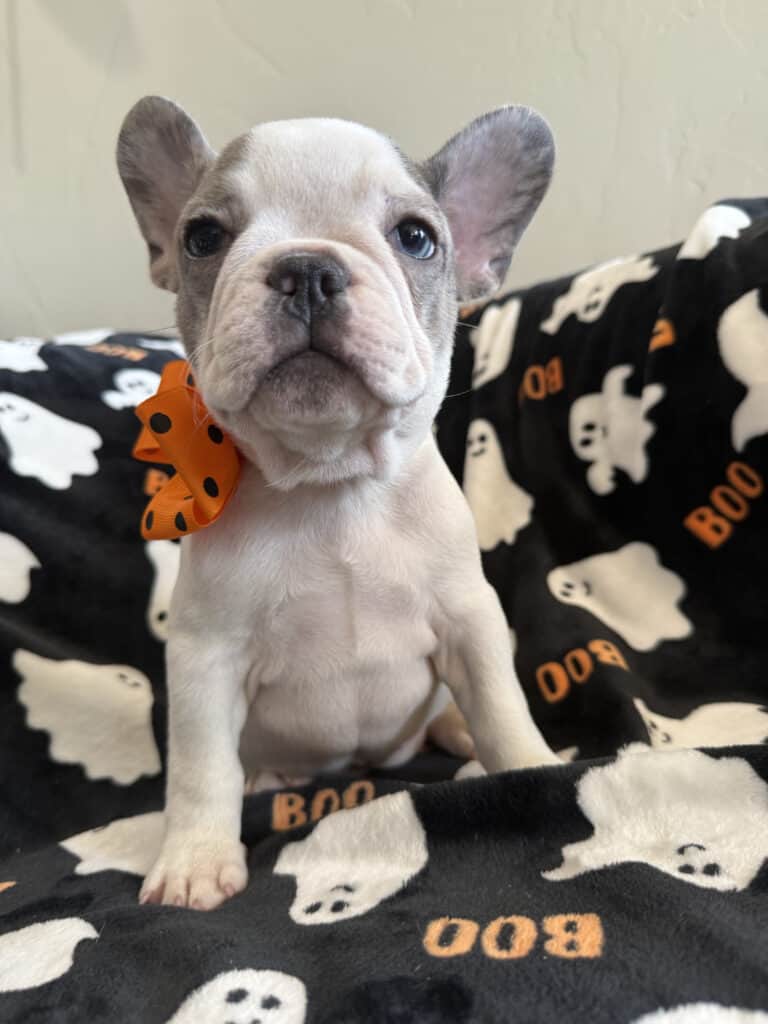 Isabella | Blue Pied French Bulldog Female | Available Now
