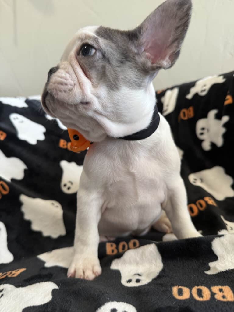 Isabella | Blue Pied French Bulldog Female | Available Now