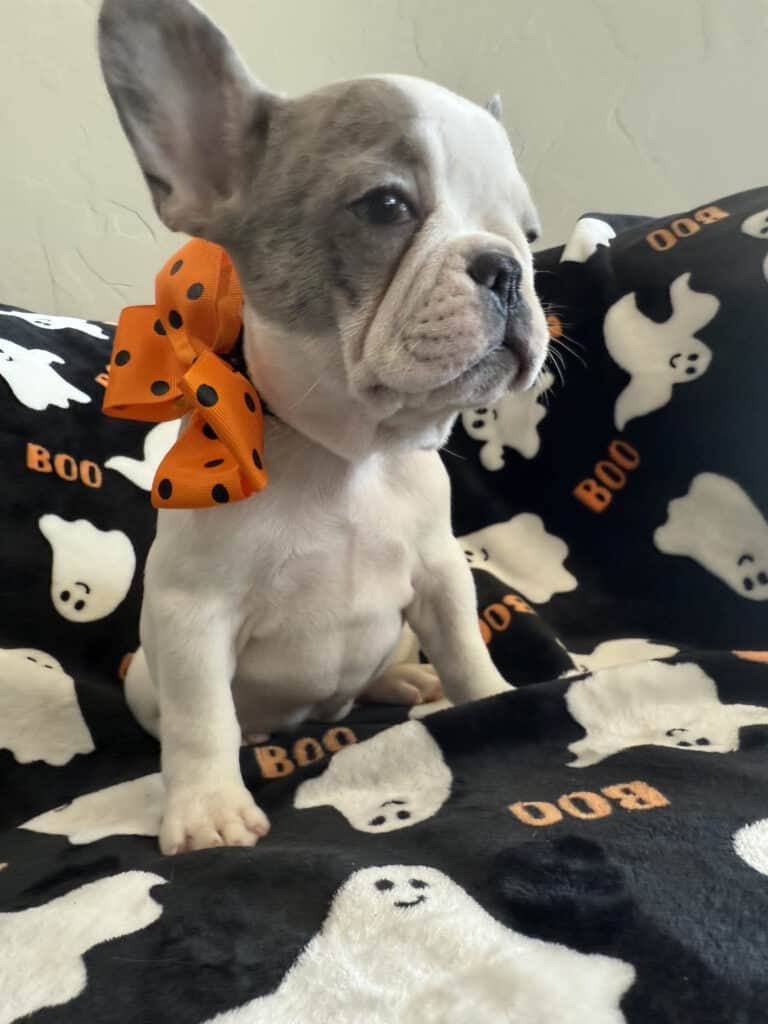 Isabella | Blue Pied French Bulldog Female | Available Now