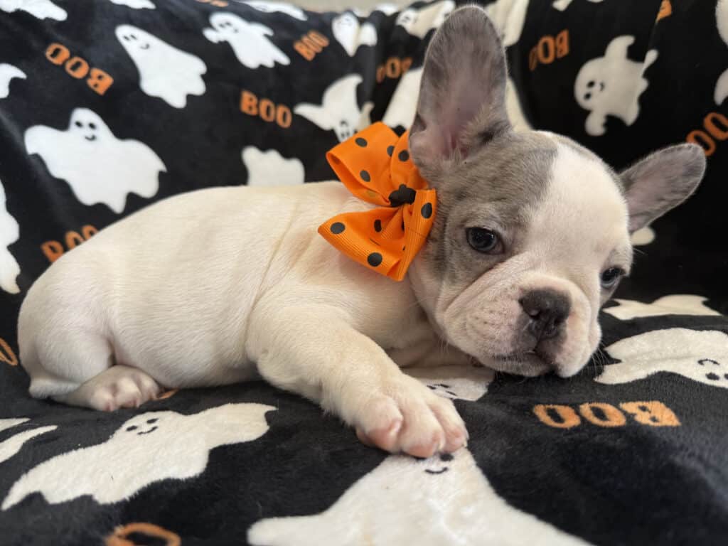 Isabella | Blue Pied French Bulldog Female | Available Now