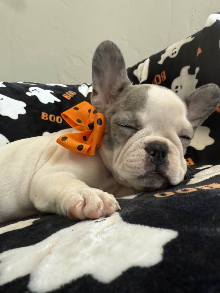 Isabella | Blue Pied French Bulldog Female | Available Now
