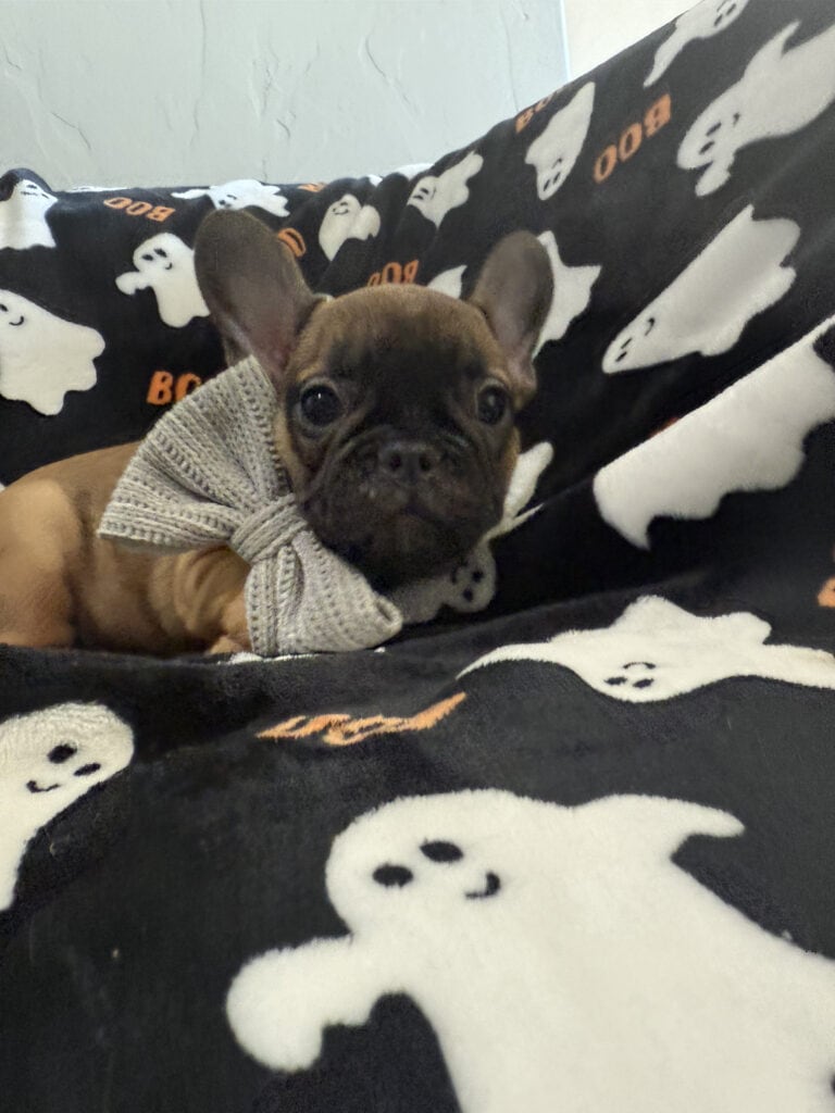 Isaac | Fawn French Bulldog Male | Available Oct 2025