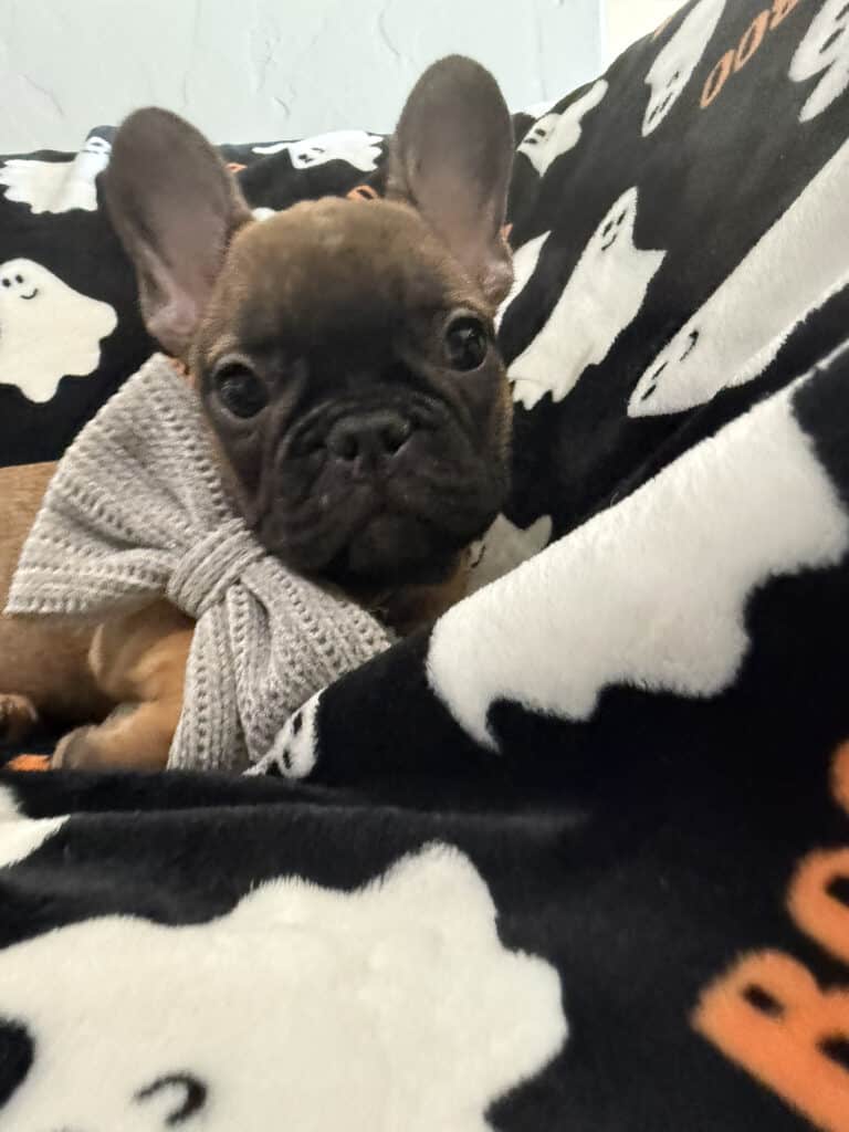 Isaac | Fawn French Bulldog Male | Available Oct 2025