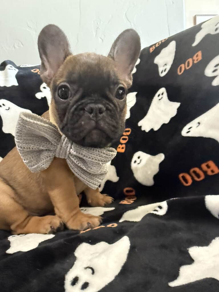 Isaac | Fawn French Bulldog Male | Available Oct 2025