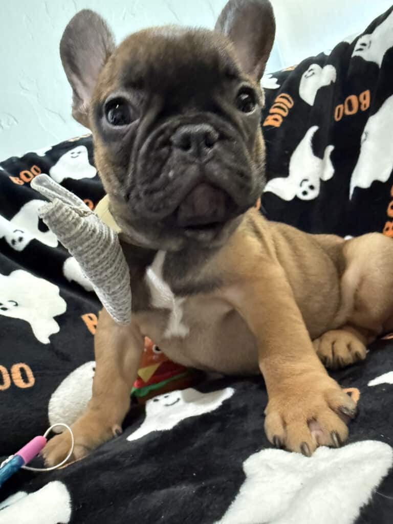Isaac | Fawn French Bulldog Male | Available Oct 2025