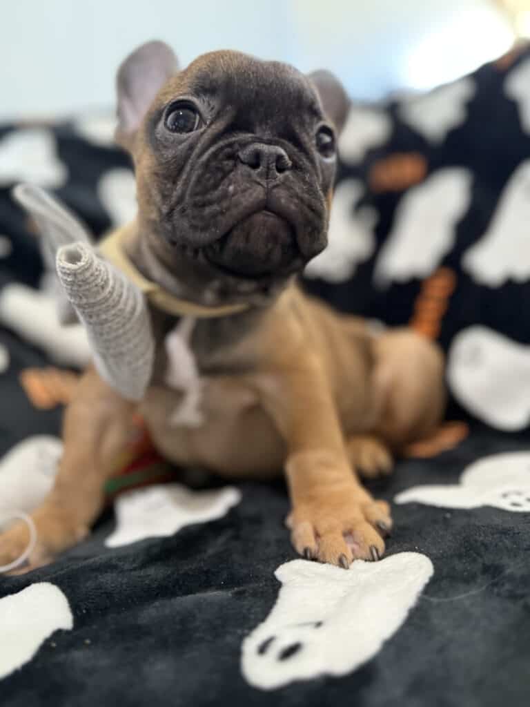Isaac | Fawn French Bulldog Male | Available Oct 2025