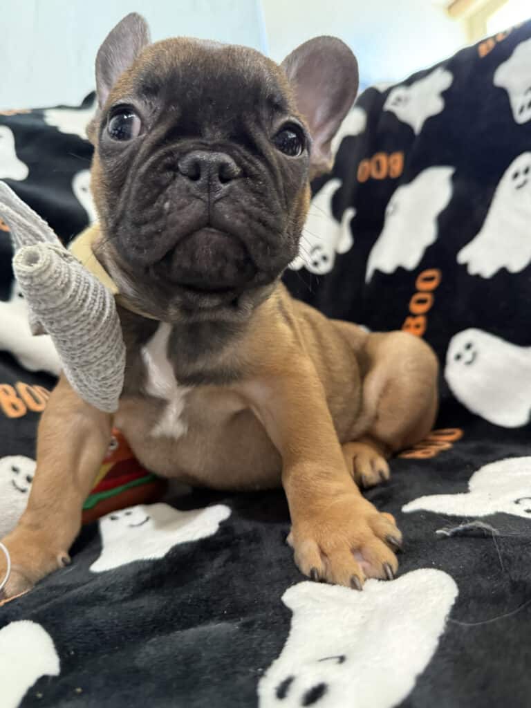 Isaac | Fawn French Bulldog Male | Available Oct 2025
