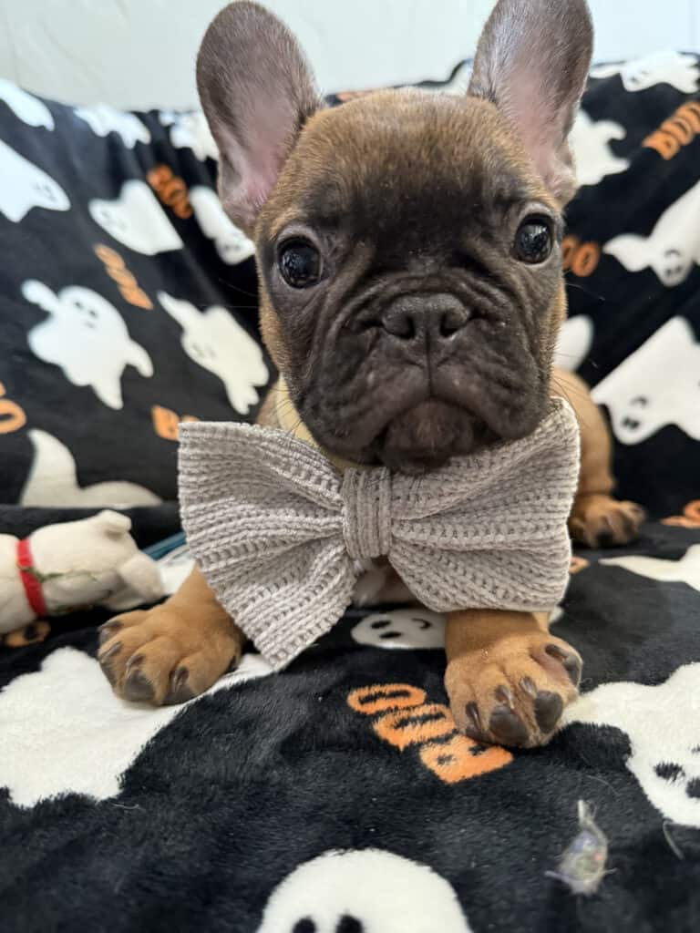 Isaac | Fawn French Bulldog Male | Available Oct 2025