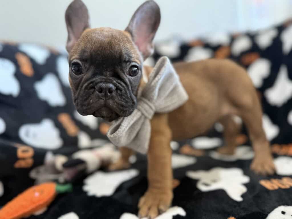 Isaac | Fawn French Bulldog Male | Available Oct 2025