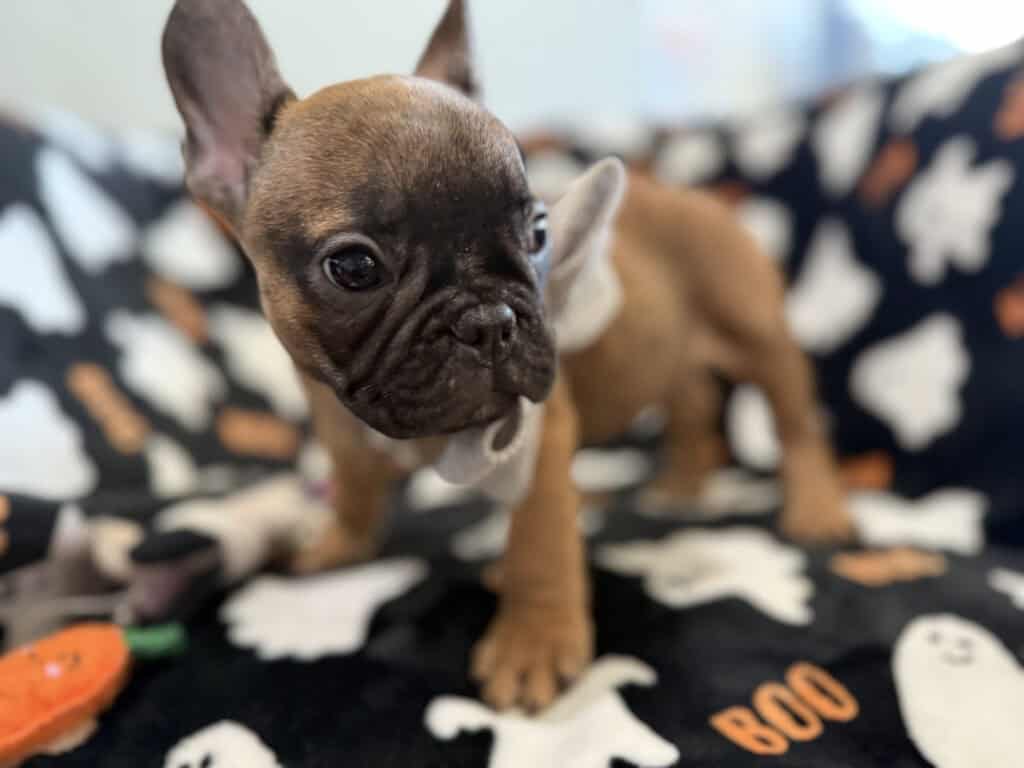 Isaac | Fawn French Bulldog Male | Available Oct 2025