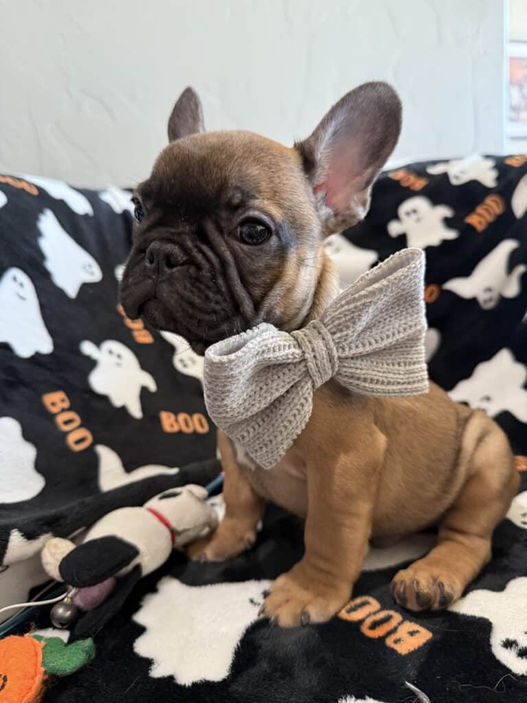 Isaac | Fawn French Bulldog Male | Available Oct 2025