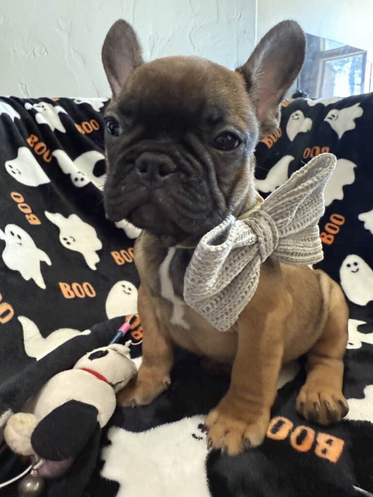 Isaac | Fawn French Bulldog Male | Available Oct 2025
