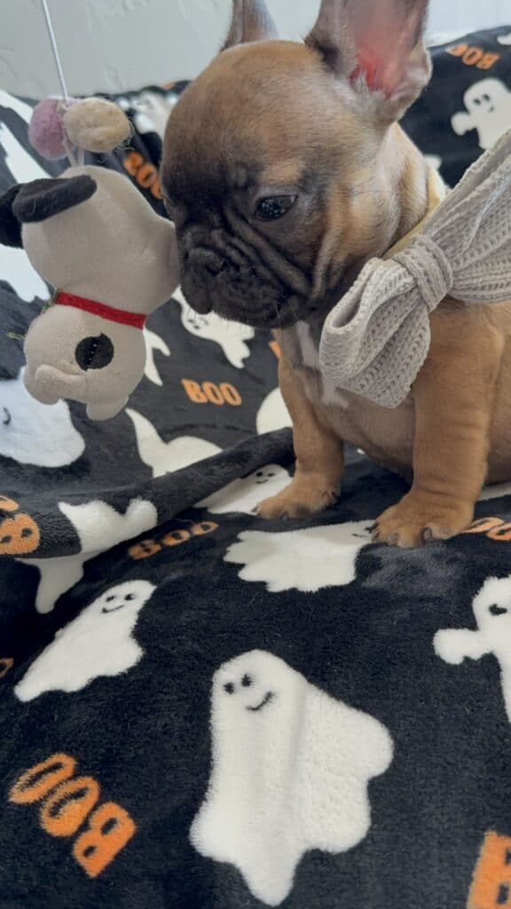 Isaac | Fawn French Bulldog Male | Available Oct 2025