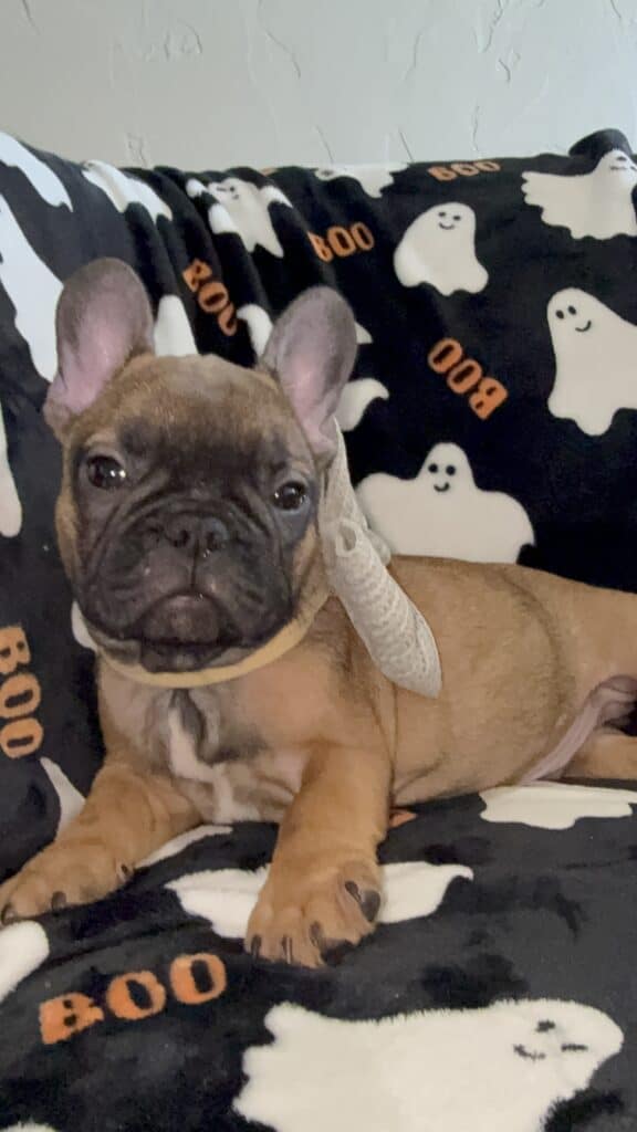Isaac | Fawn French Bulldog Male | Available Oct 2025