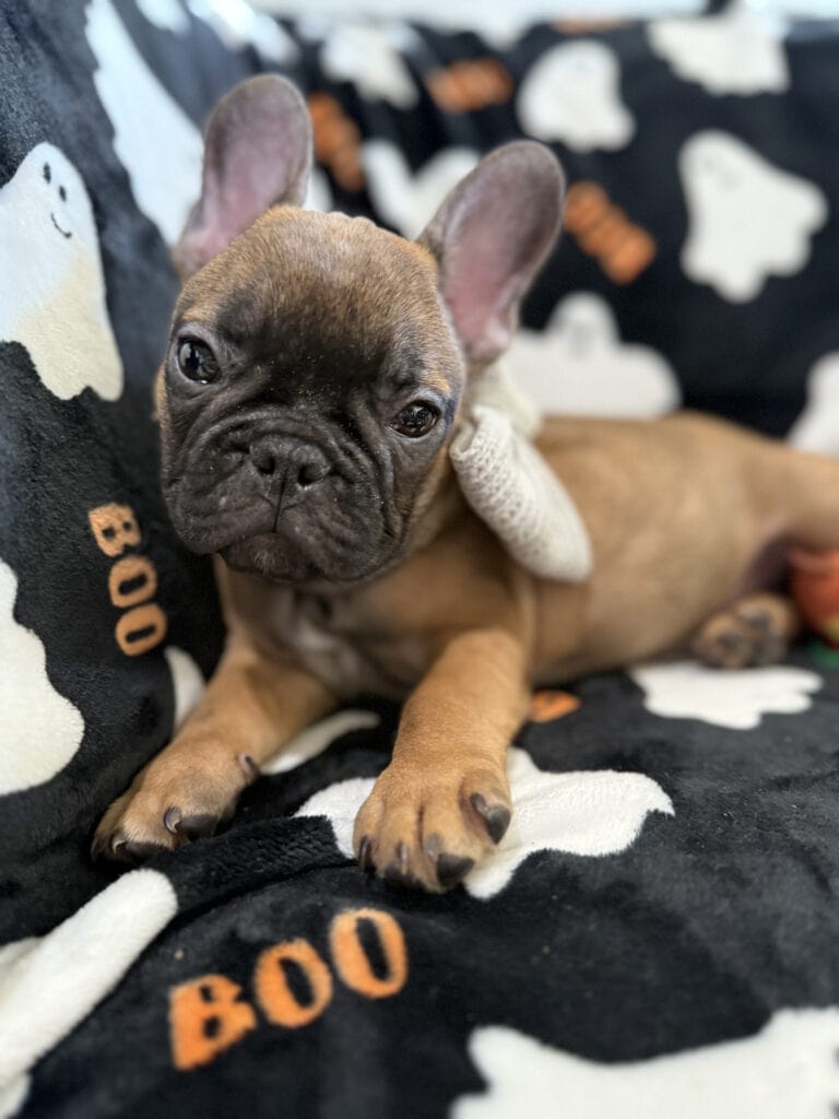 Isaac | Fawn French Bulldog Male | Available Oct 2025