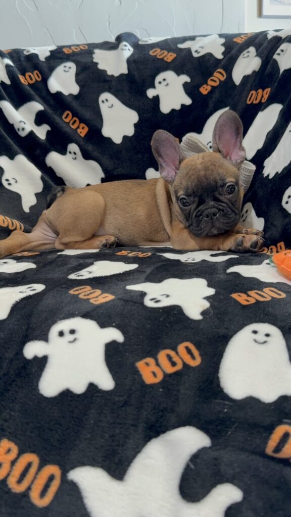 Isaac | Fawn French Bulldog Male | Available Oct 2025