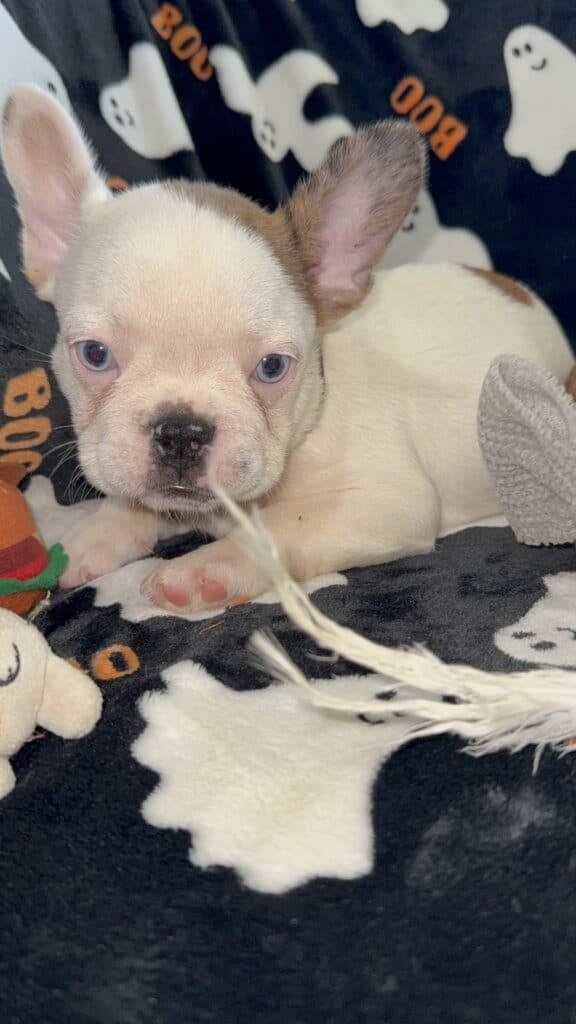 Ives | Fawn Pied French Bulldog Male | Available Oct 2025