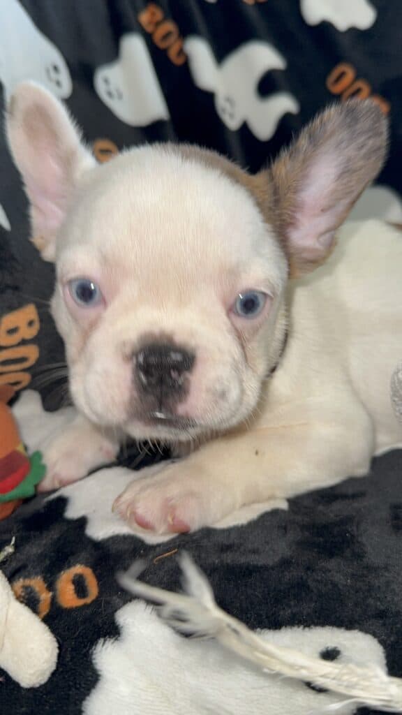 Ives | Fawn Pied French Bulldog Male | Available Oct 2025