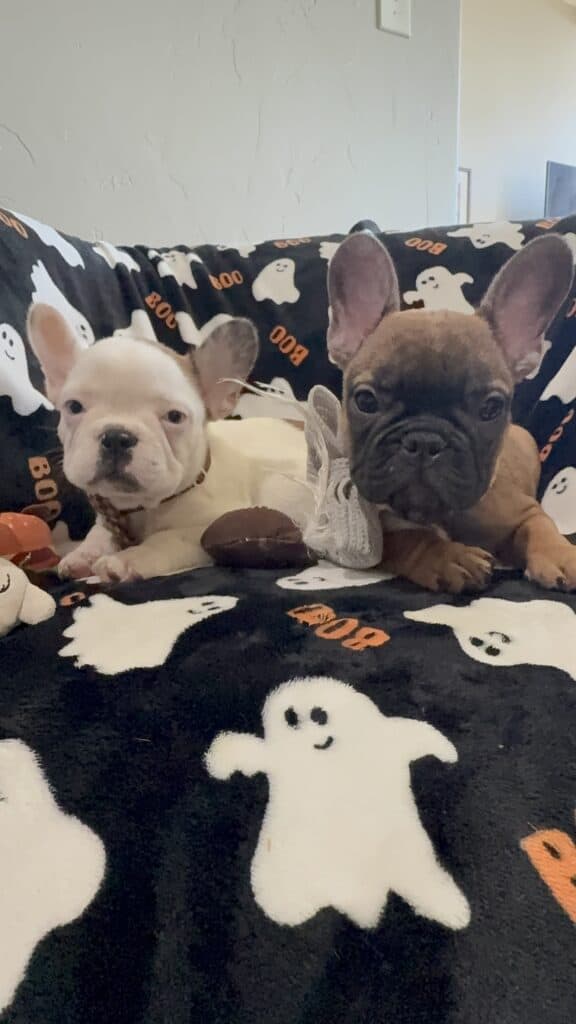 Ives | Fawn Pied French Bulldog Male | Available Oct 2025