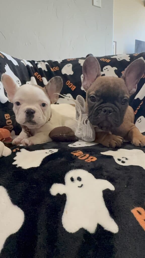 Isaac | Fawn French Bulldog Male | Available Oct 2025