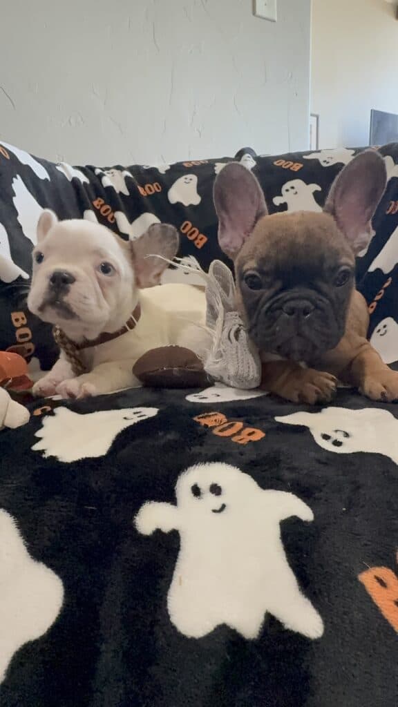 Ives | Fawn Pied French Bulldog Male | Available Oct 2025