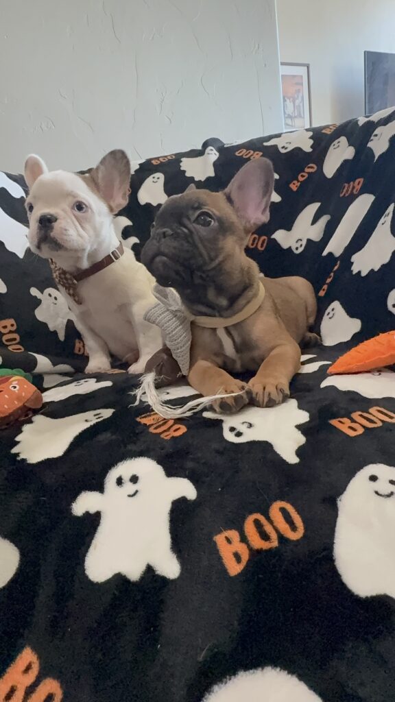 Ives | Fawn Pied French Bulldog Male | Available Oct 2025