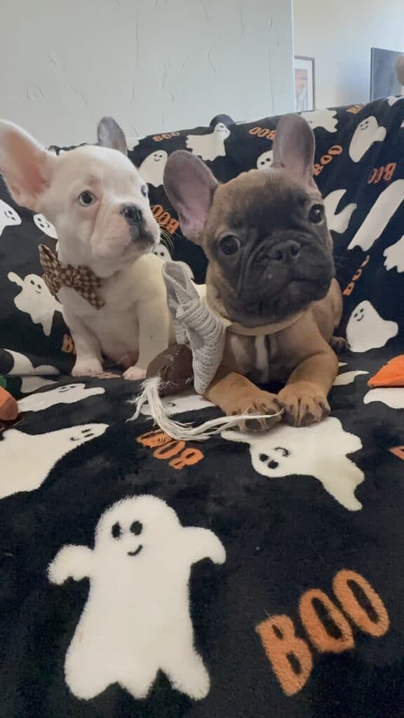 Isaac | Fawn French Bulldog Male | Available Oct 2025