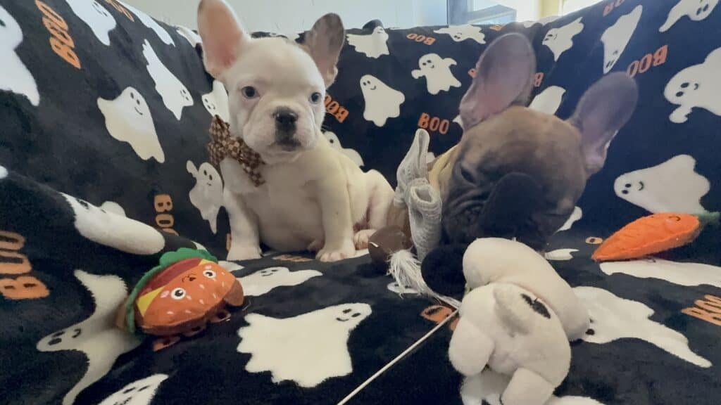 Ives | Fawn Pied French Bulldog Male | Available Oct 2025