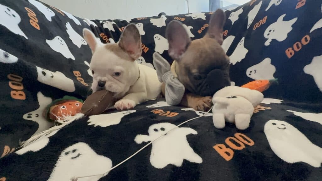 Ives | Fawn Pied French Bulldog Male | Available Oct 2025