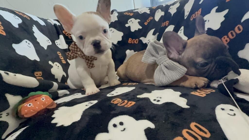Ives | Fawn Pied French Bulldog Male | Available Oct 2025