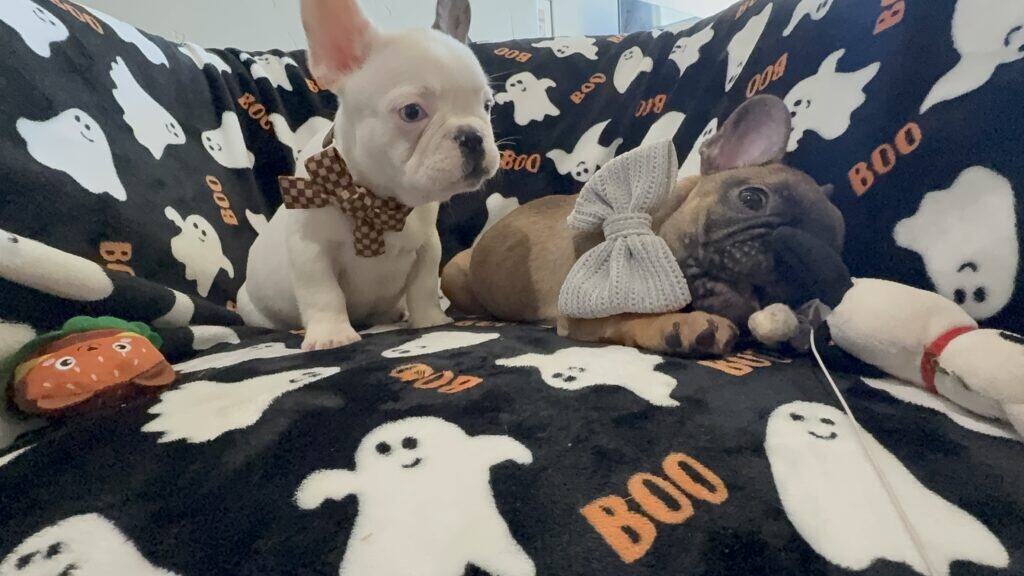 Ives | Fawn Pied French Bulldog Male | Available Oct 2025