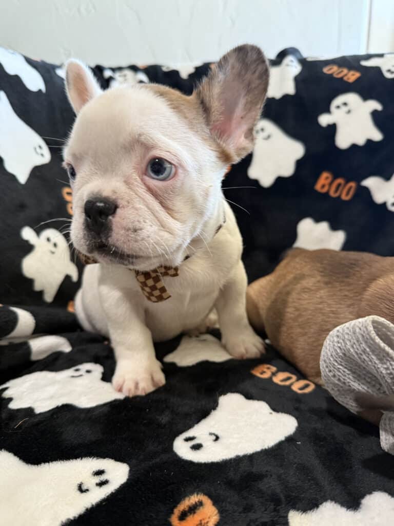 Ives | Fawn Pied French Bulldog Male | Available Oct 2025