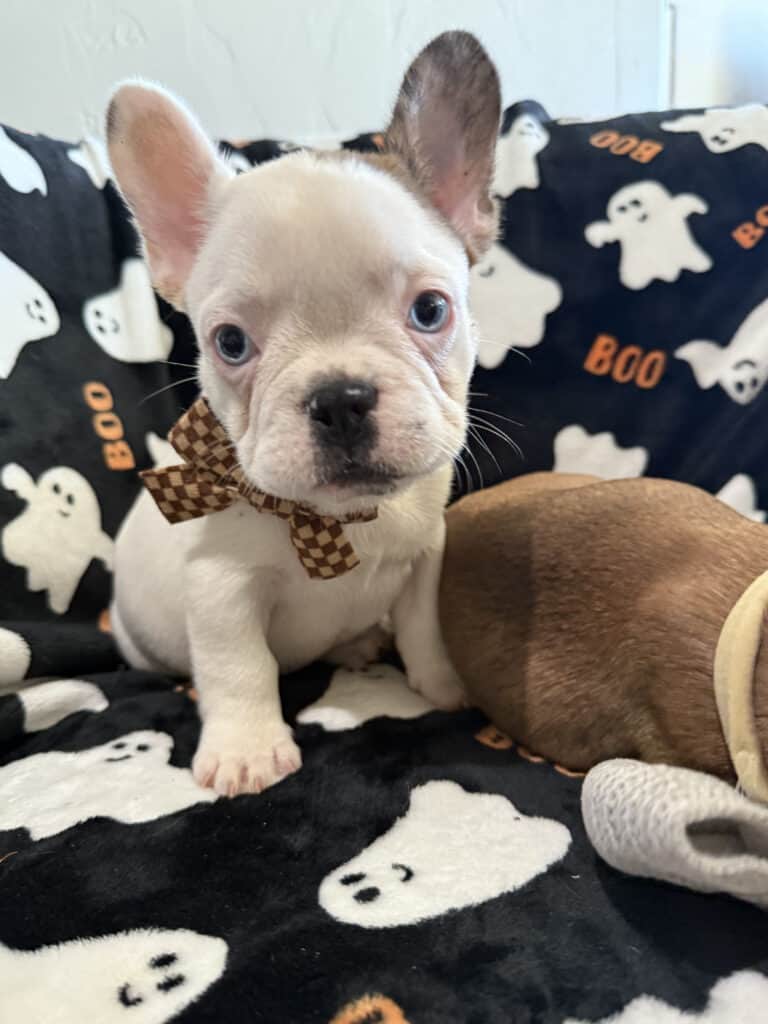Ives | Fawn Pied French Bulldog Male | Available Oct 2025
