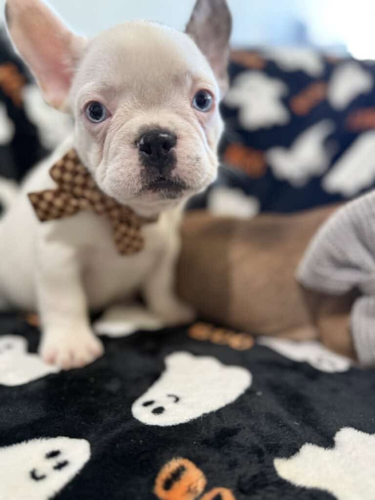 Ives | Fawn Pied French Bulldog Male | Available Oct 2025