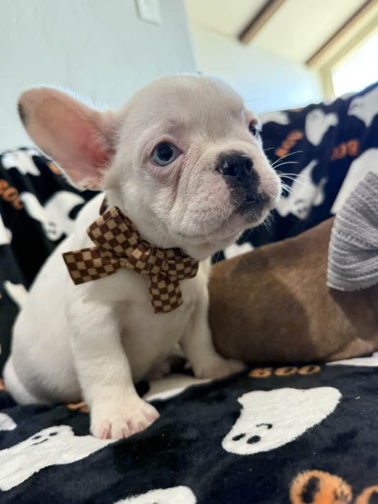 Ives | Fawn Pied French Bulldog Male | Available Oct 2025